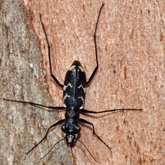 Distipsidera undulata