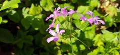 Oxalis debilis