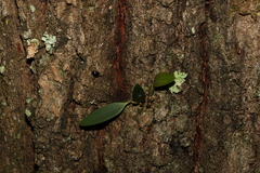 Dendrobium aemulum