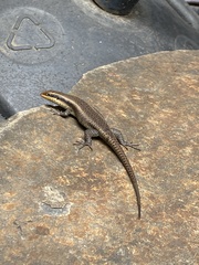 Trachylepis wahlbergii