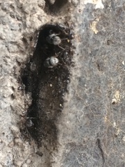 Tetragonula
