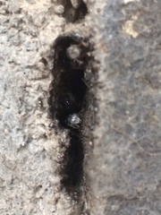 Tetragonula