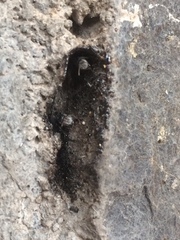Tetragonula