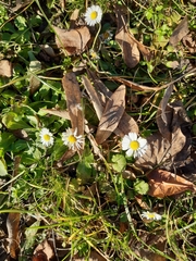 Bellis perennis