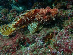Scorpaena scrofa
