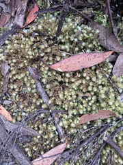 Ptychomnion aciculare