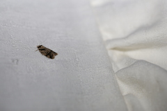 Fuscicepsana