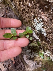 Nothofagus cunninghamii
