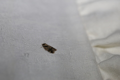 Fuscicepsana