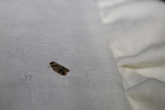Fuscicepsana