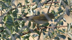 Phylloscopus ibericus