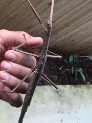 Acrophylla wuelfingi