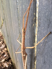 Acrophylla wuelfingi