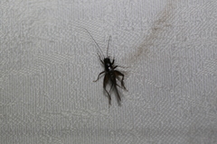 Teleogryllus