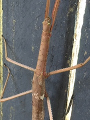 Acrophylla wuelfingi