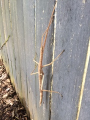 Acrophylla wuelfingi