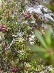 Cyathodes glauca
