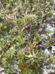 Cyathodes glauca
