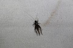 Teleogryllus