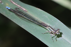 Pseudagrion
