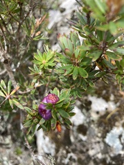 Cyathodes glauca