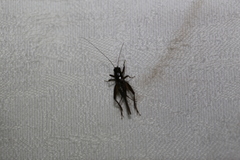 Teleogryllus