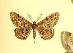 Phthonosema plumalis