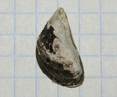 Dreissena polymorpha