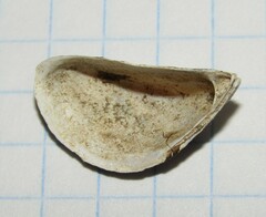 Dreissena polymorpha