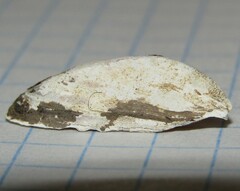 Dreissena polymorpha