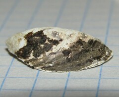 Dreissena polymorpha