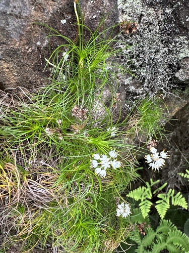 Alania cunninghamii (Alania cunninghamii)