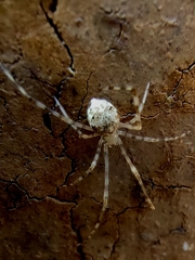 Cryptachaea gigantipes