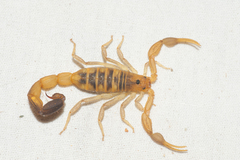 Centruroides robertoi
