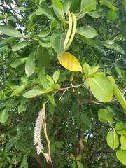 Tabebuia heterophylla