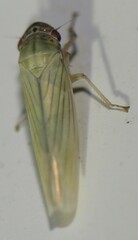 Cofana