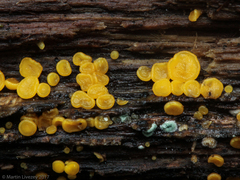 Helotiales