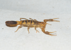 Centruroides robertoi