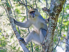 Cercopithecus mitis