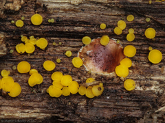 Helotiales