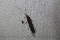 Hydrobiosidae