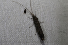 Hydrobiosidae