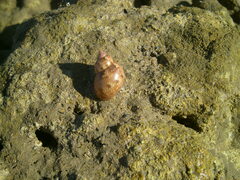 Phasianella ventricosa