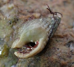 Tritia reticulata
