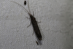 Hydrobiosidae