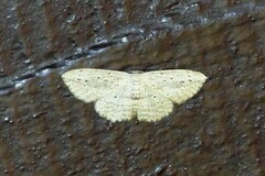 Scopula