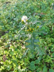 Senecio vulgaris
