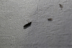 Hydrobiosidae