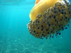 Cotylorhiza tuberculata
