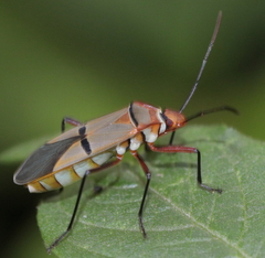 Dysdercus nigrofasciatus